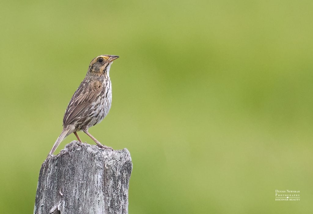 Salt Marsh Sparrow at Marine Nature Study Area Photo by Dennis Newsham