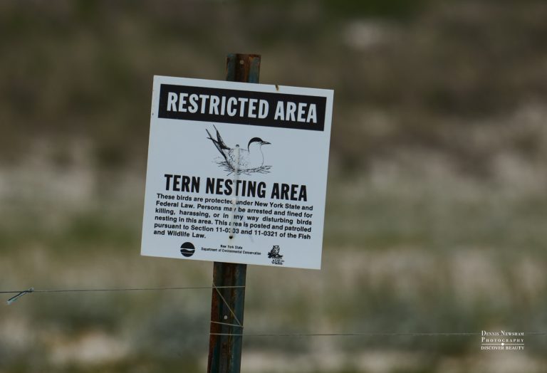Tern Nesting Area Sign Photo taken during a summer birding day trip from NYC – photo by Dennis Newsham