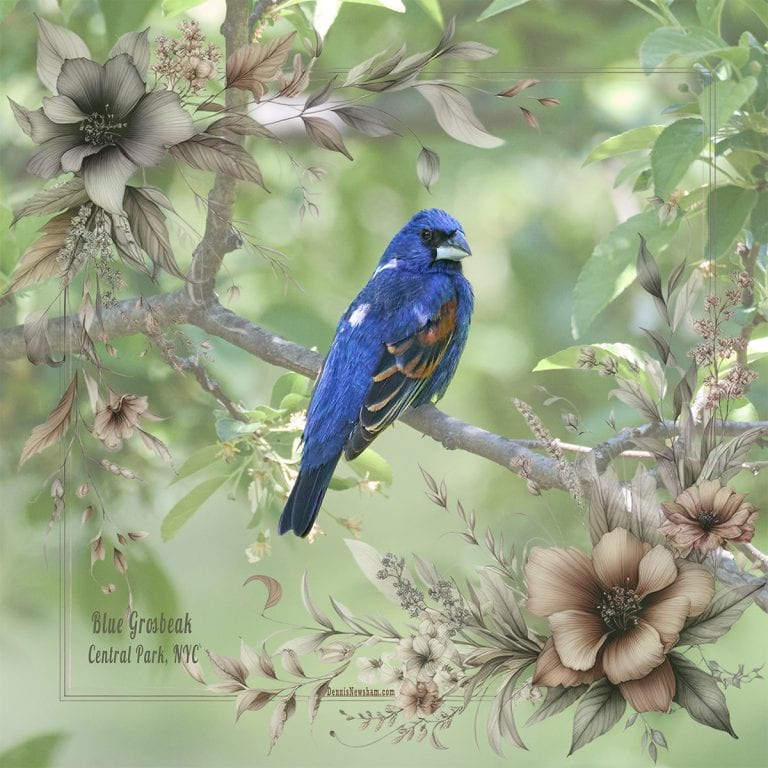 Blue Grosbeak from Central Park, NYC Fashion Scarf