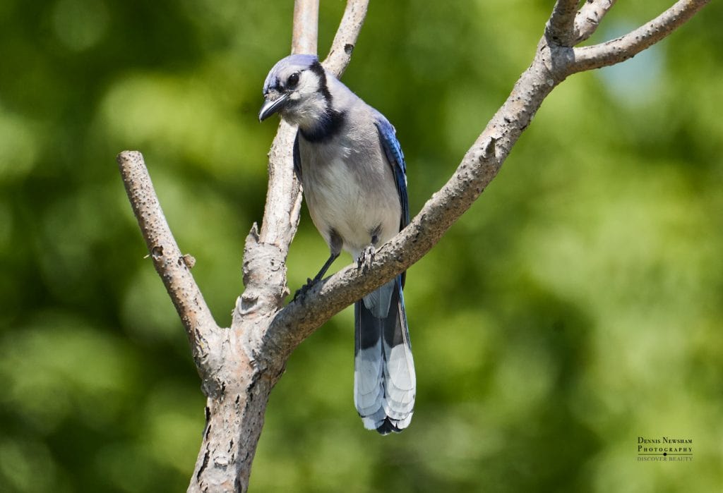Blue Jay - Mount Loretto Unique Area Summer birding