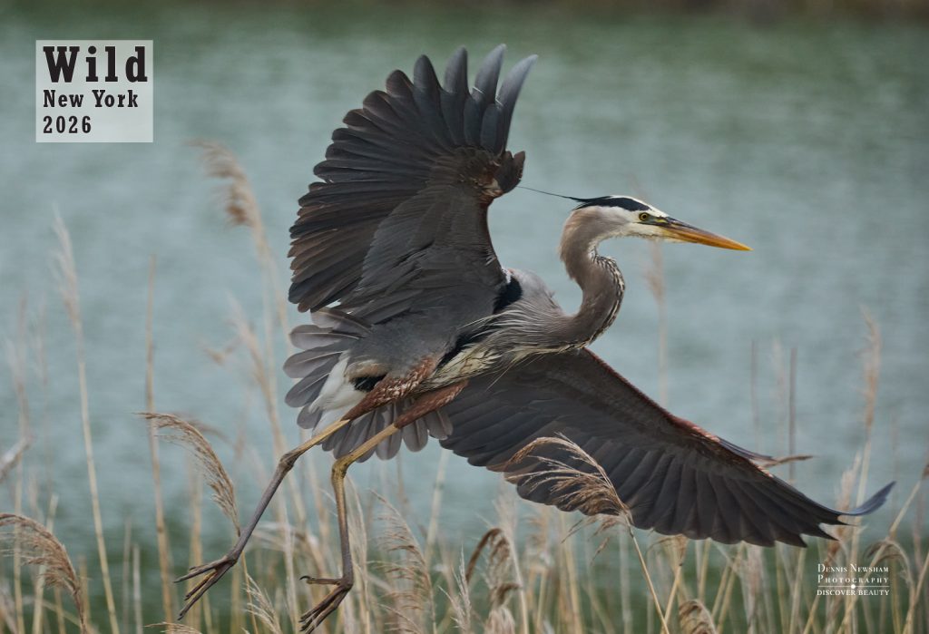 Great Blue Heron with its wings out. The cover of Wild New York 2026