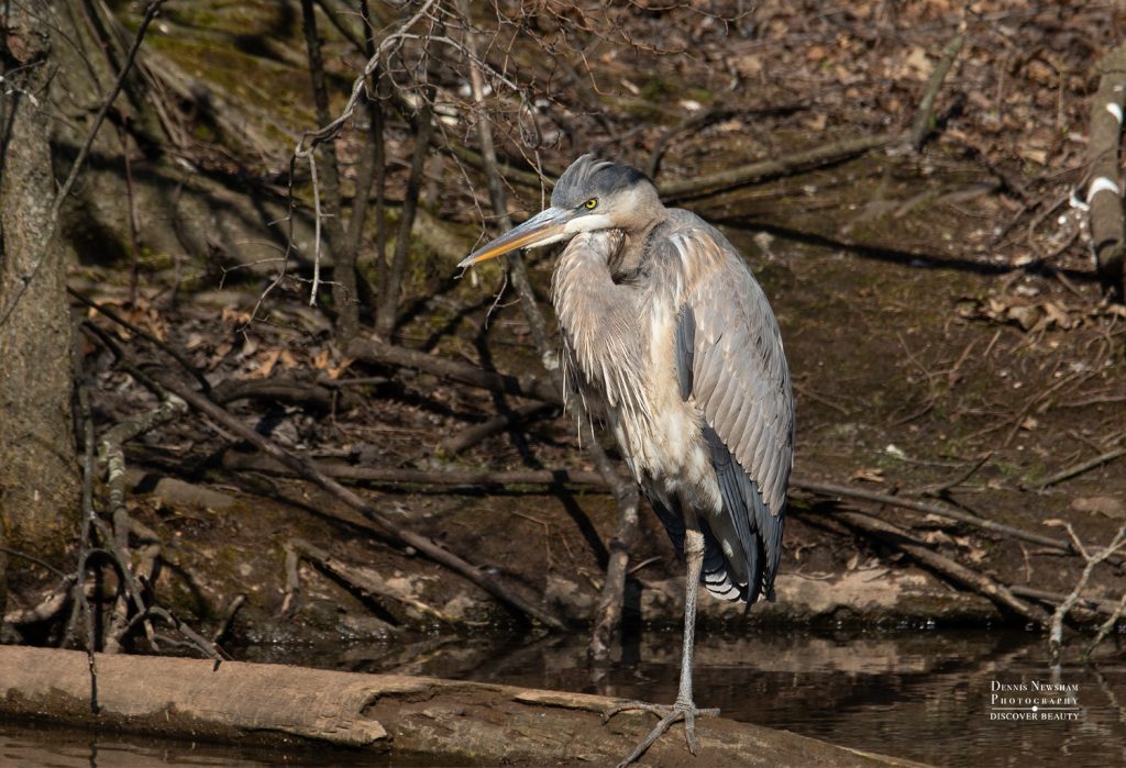 Great Blue Heron at Mount Loretto Unique Area Birding - 2019