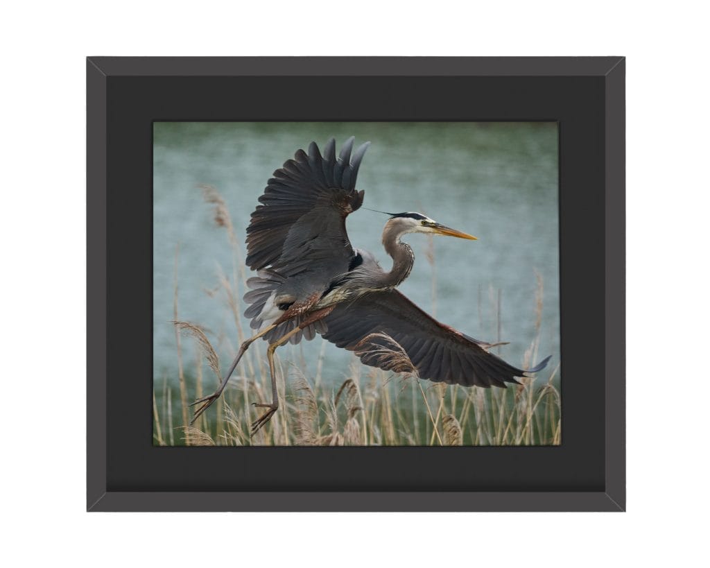 Great Blue Heron - Montezuma National Wildlife Refuge - Wild New York 2026 Landscape Version