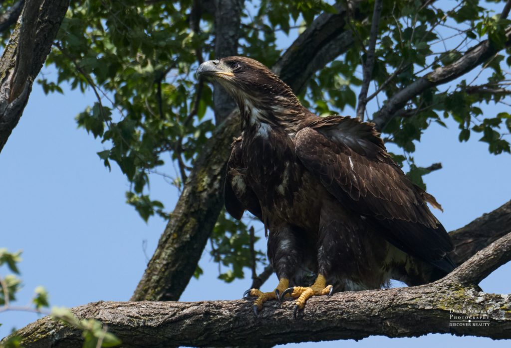 Juvenile Bald Eagle peached this summer at Mount Loretto by Dennis Newsham