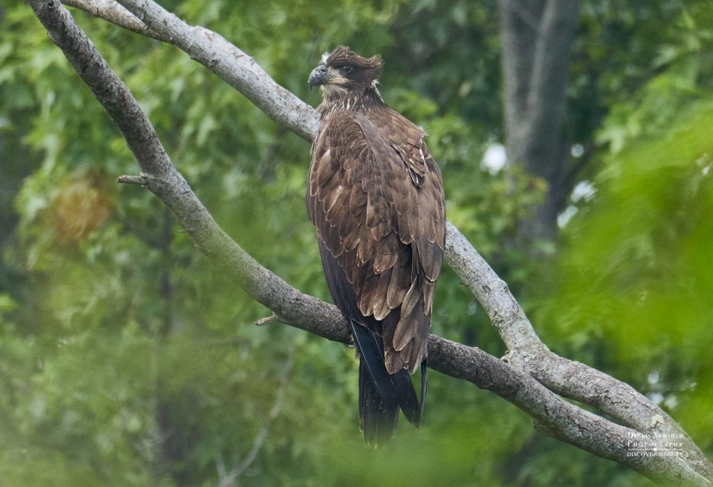 Juvenile Bald Eagle at Mount Loretto Unique Area Summer birding 2025