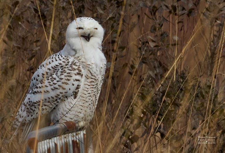 Snowy Owl at Shirley Chisholm State Park, NYC - January in Wild New York 2026