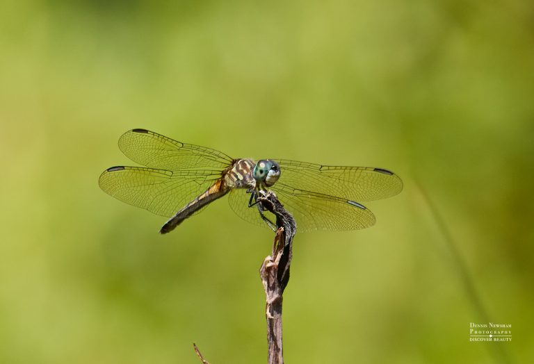 A Blue dasher Dragonfly seeing at Fort Tyron Park in New York City searched on a twig in the Sun.