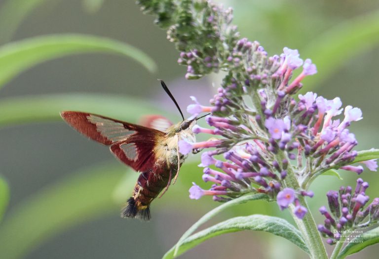 A Hummingbird Clearwing Moth in Central Park feeding on a light purple butterfly bush.
