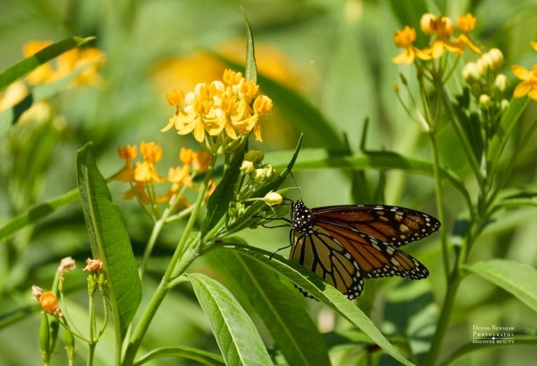 Monarch Butterfly in Central Park, NYC