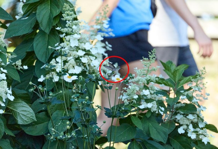 Ruby-throated Hummingbird at Fort Tryon Park, NYC flying by at knee level with a person walking by. Shows the small size compared to a person.