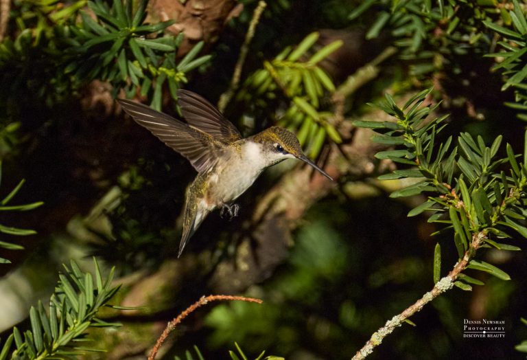 Ruby-throated Hummingbird at Fort Tryon Park, NYC in med air hovering about to dart across with green bushes in the background