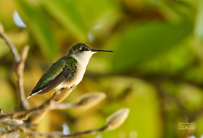 Ruby-throated Hummingbird perched at the Conservatory Garden in Central Park, NYC
