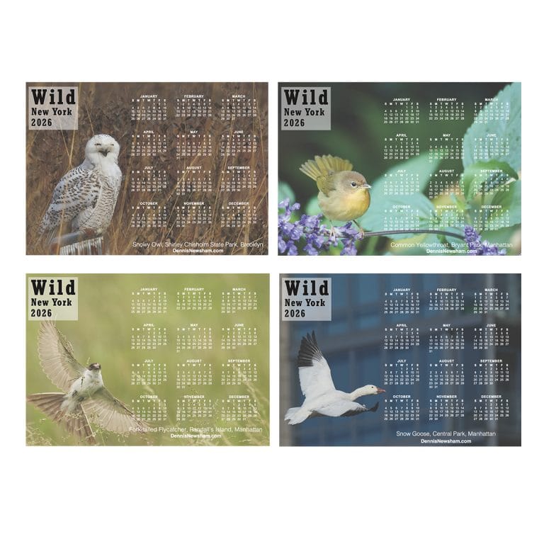 Wild New York 2026 Calendar Magnets Set of Four