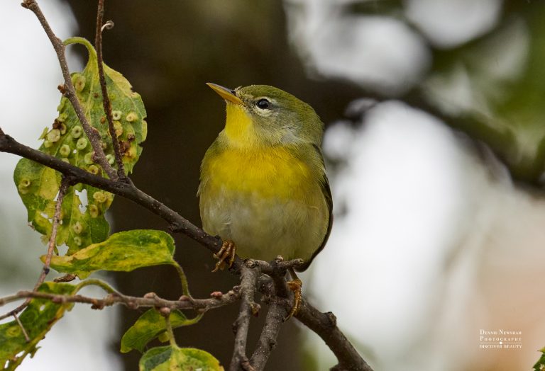Northern Parula at Central Park, Manhattan