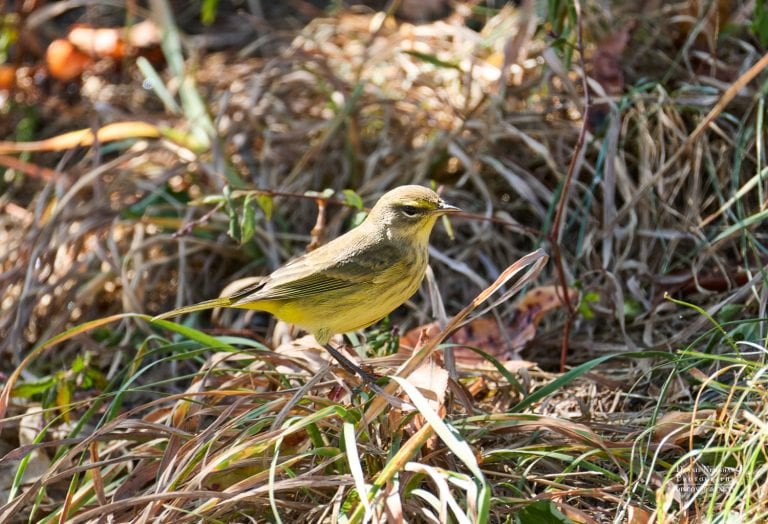 Palm Warbler at Central Park, Manhattan