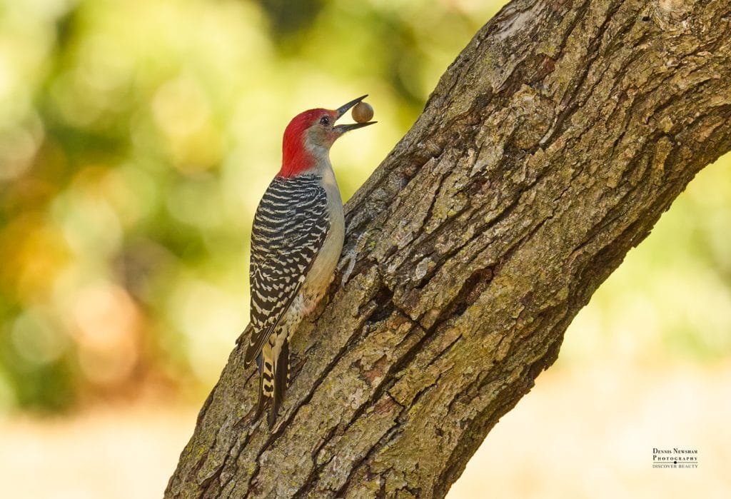 Red-bellied Woodpecker - Central Park, Manhattan