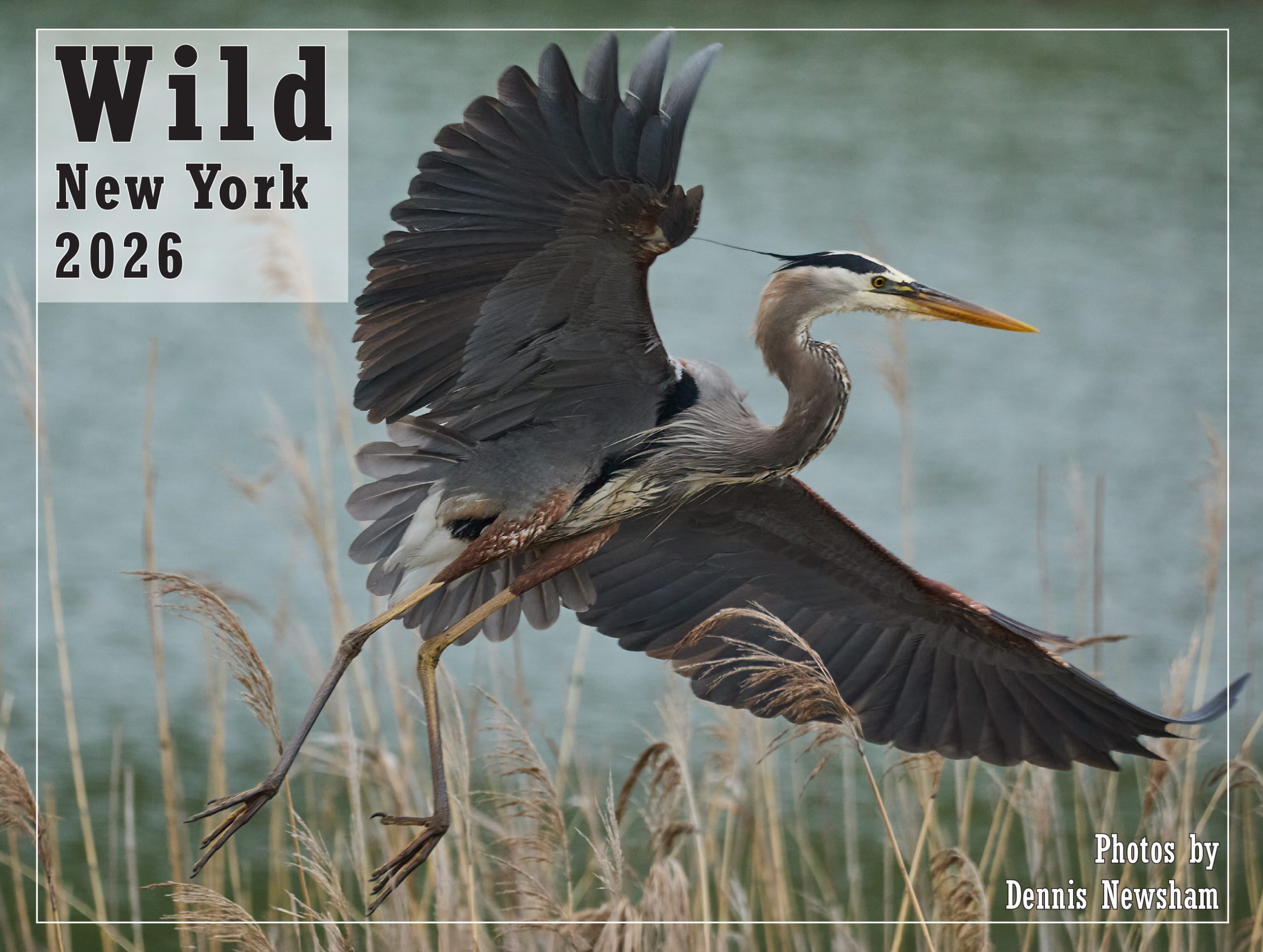 Great Blue Heron on the cover of Wild New York 2026 with it's wings stretched out.