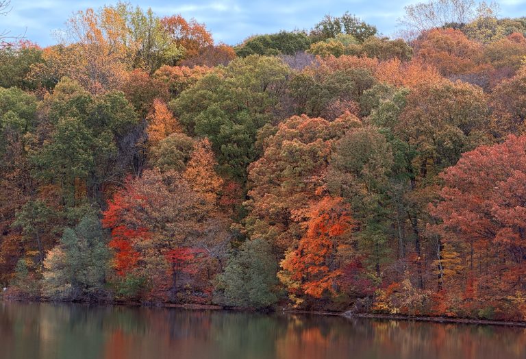 Autumn trees reflecting in water at Roosevelt State Park Preserve New York Dennis Newsham Photography