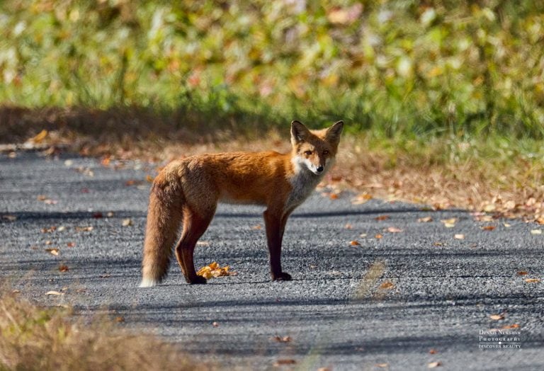 Red Fox at Bombay Hook National Wildlife Refuge on Autumn Road Trip 2025 by Dennis Newsham