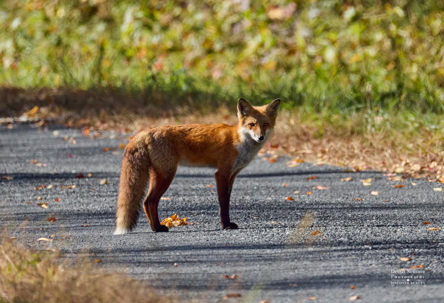 Red Fox at Bombay Hook National Wildlife Refuge on Autumn Road Trip 2025 by Dennis Newsham