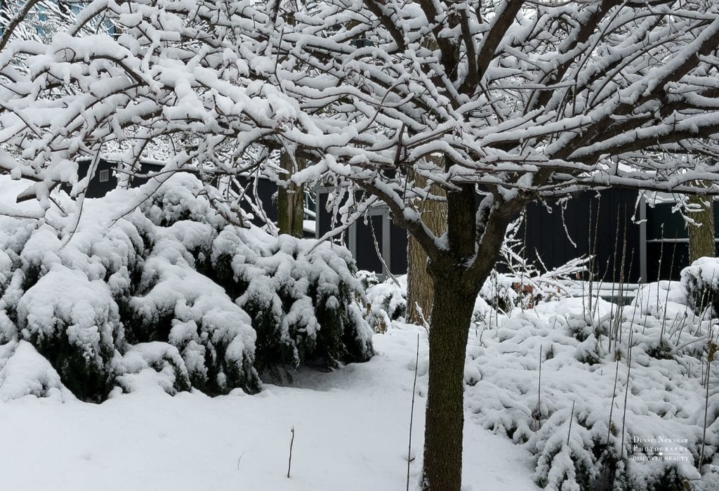 Winter Park Scene in NYC