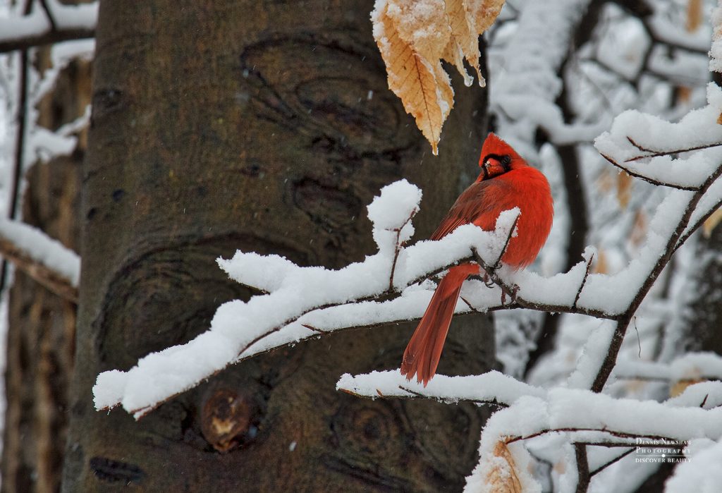 Northern Cardinal in Central Park on a Snowy Branch NYC
