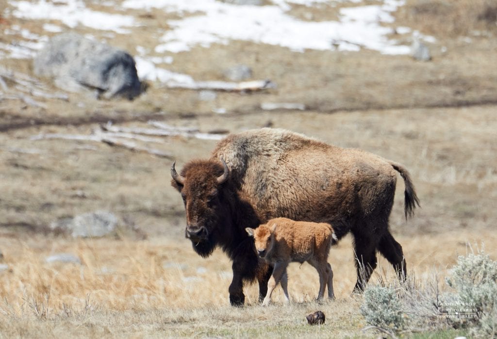 American bison cow and calf moving together across an open spring meadow in Yellowstone National Park.