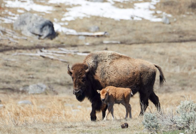 American bison cow and calf moving together across an open spring meadow in Yellowstone National Park.