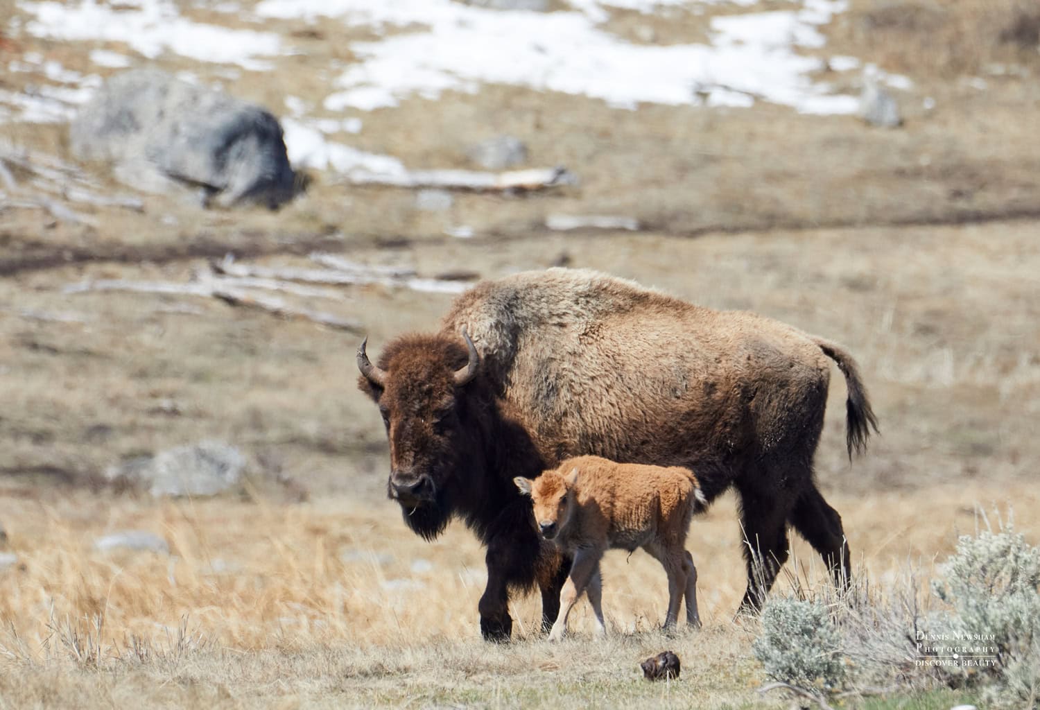 American bison cow and calf moving together across an open spring meadow in Yellowstone National Park.