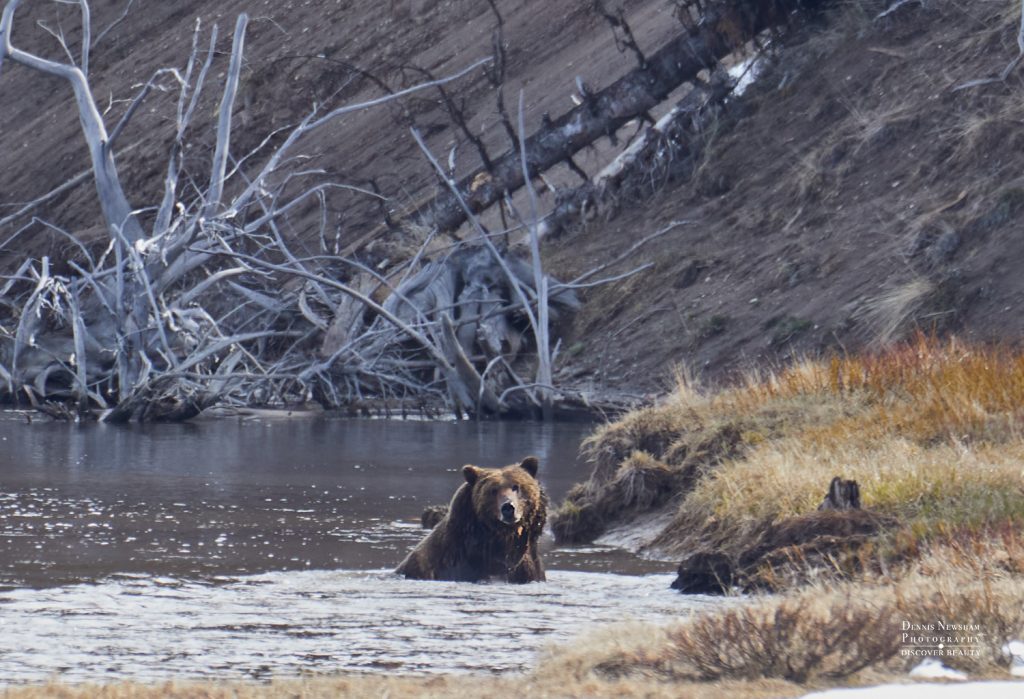 Grizzly Bear sitting in a river in Yellowstone National Park