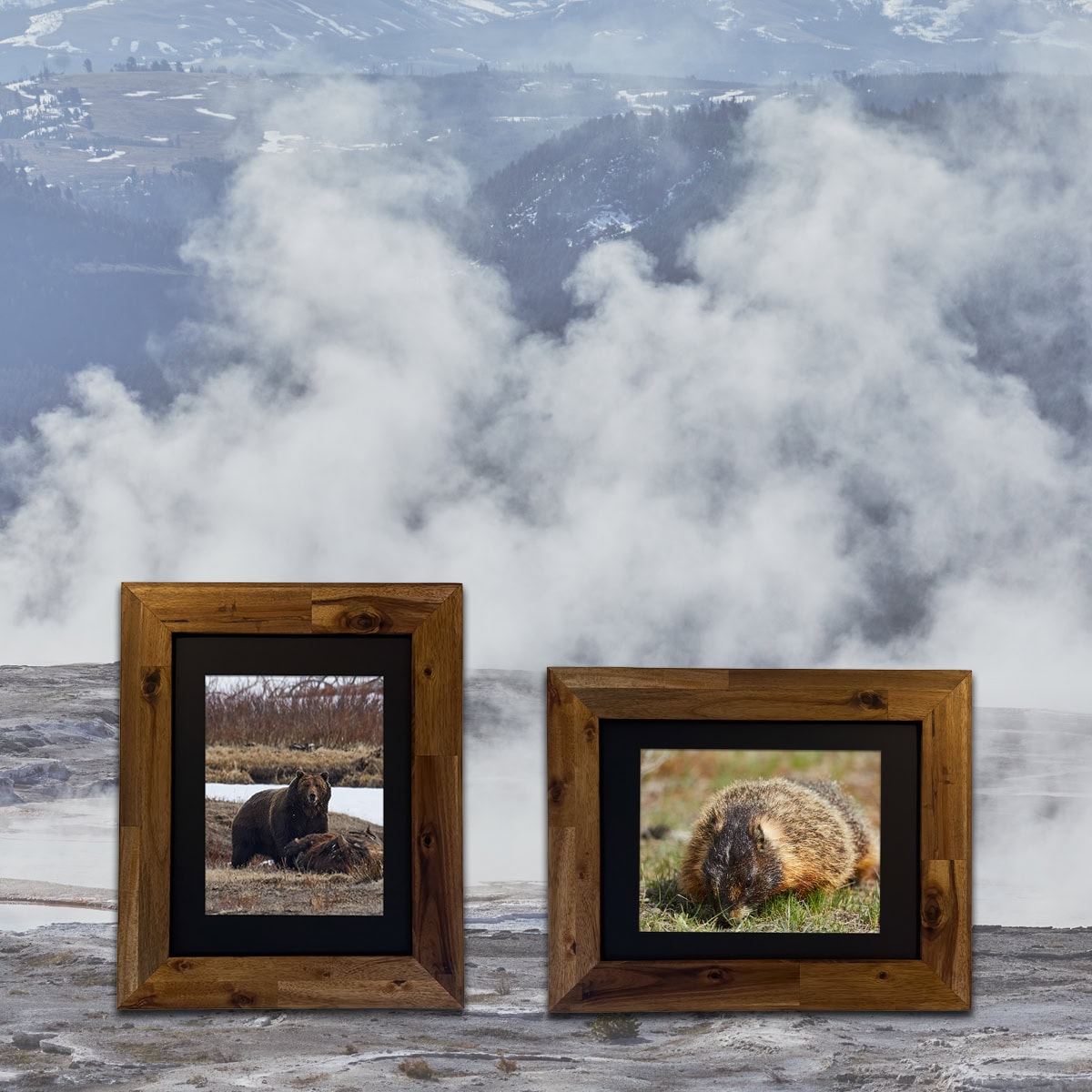 Framed wildlife photographs from Yellowstone National Park displayed against a misty geothermal landscape, featuring a grizzly bear and a yellow-bellied marmot.