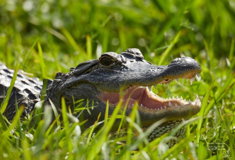 Alligator during winter birding in Florida