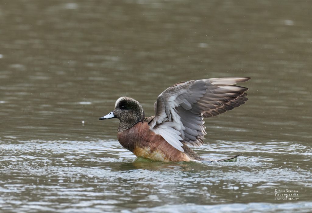 American Wigeon Central Park 2026