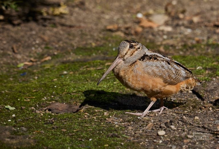 American-Woodcock at Bryan Park, NYC 2024