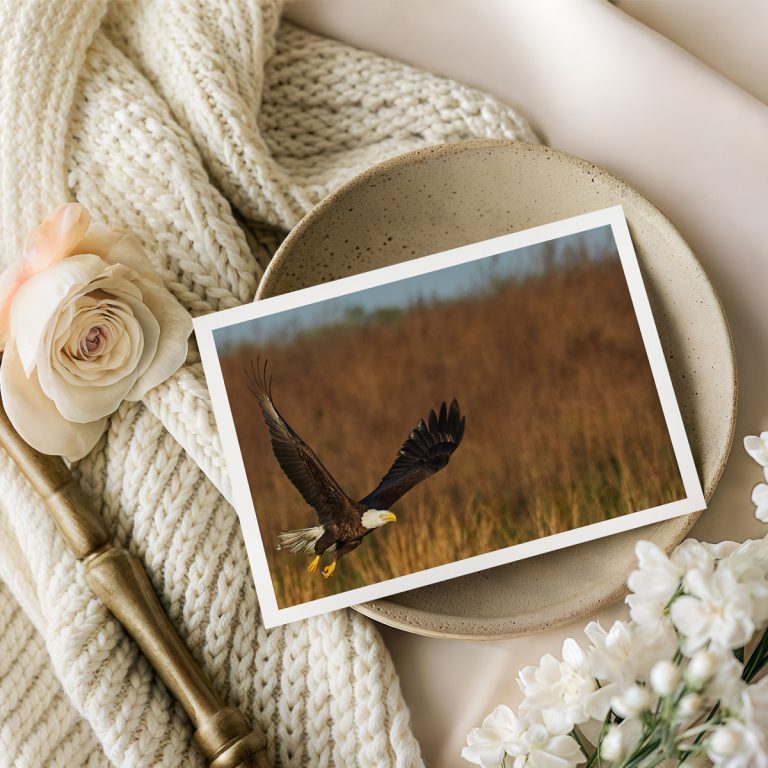 Bald Eagle Flying in Winter Card in Florida by Dennis Newsham