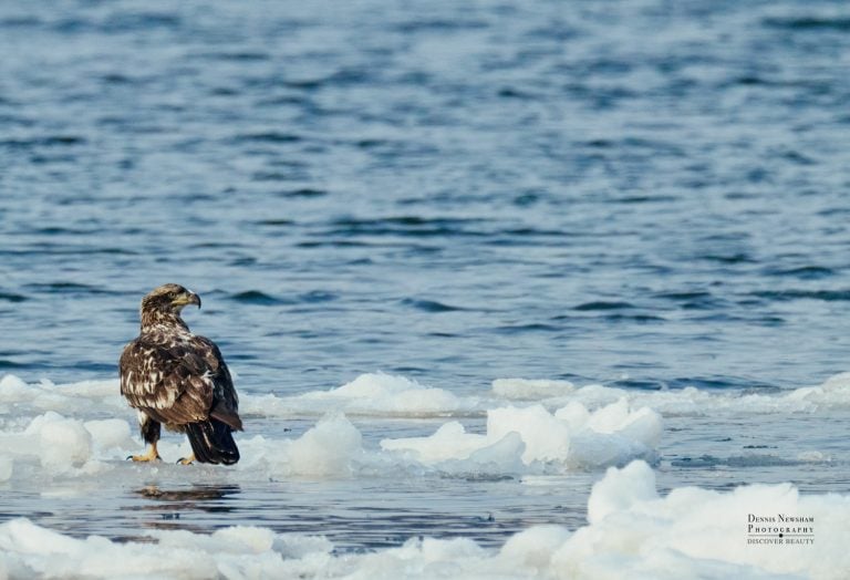 Juvenile Bald Eagle sitting on ice flow on Hudson River in winter