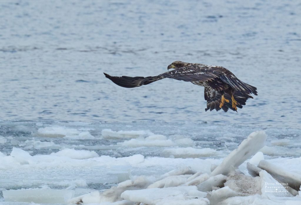 Bald Eagle Hudson River NYC 2026