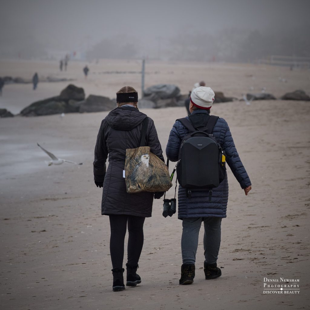 Birding Friends NYC Brighton Beach 2026