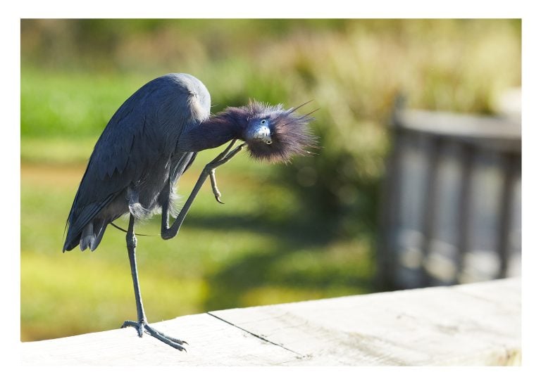 Little Blue Heron Card Winter Birding Florida