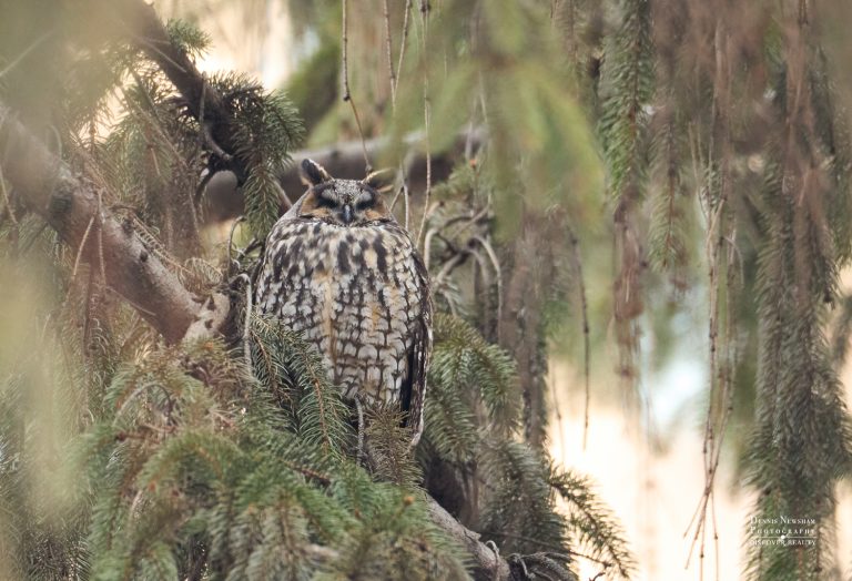 Long-eared Owl Central Park 2024