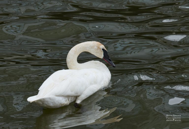 Trumpeter Swan at Pier 5 Brooklyn New York City