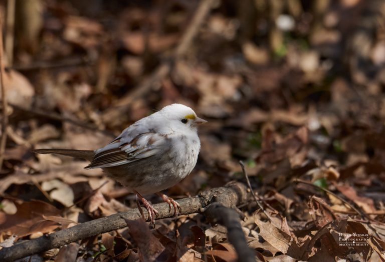 White-throated Sparrow (Leucitic) Central Park 2025