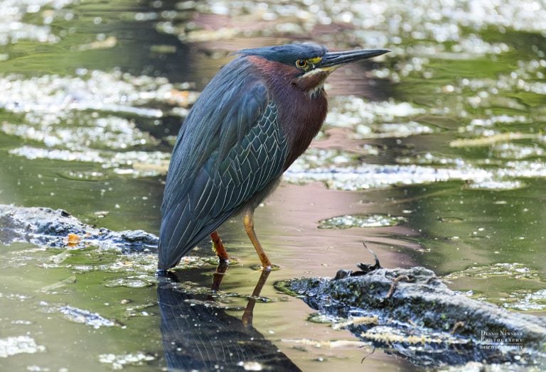Green Heron Central Park Spring Migration 2026