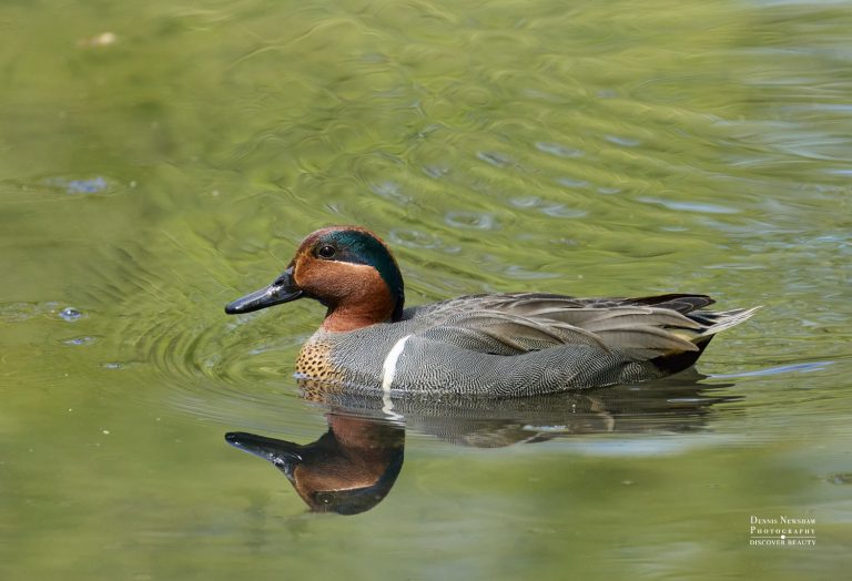 Green-winged Teal at the Pool in Central Park Spring Migration 2026