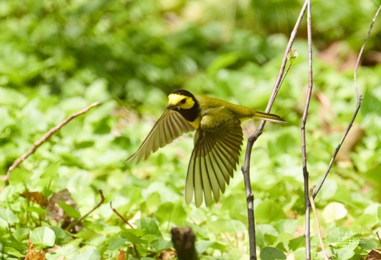 Hooded Warbler Central Park Spring Migration 2026
