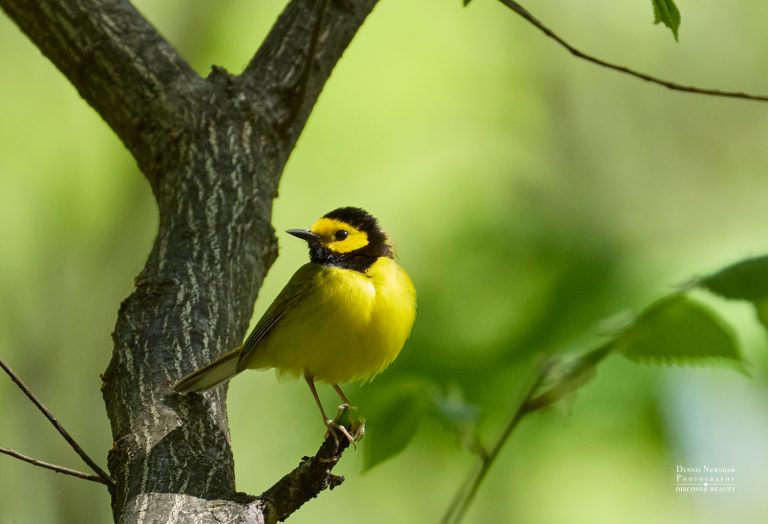 Yellow songbird with a black face mask perched on a branch in a sunlit green forest backdrop