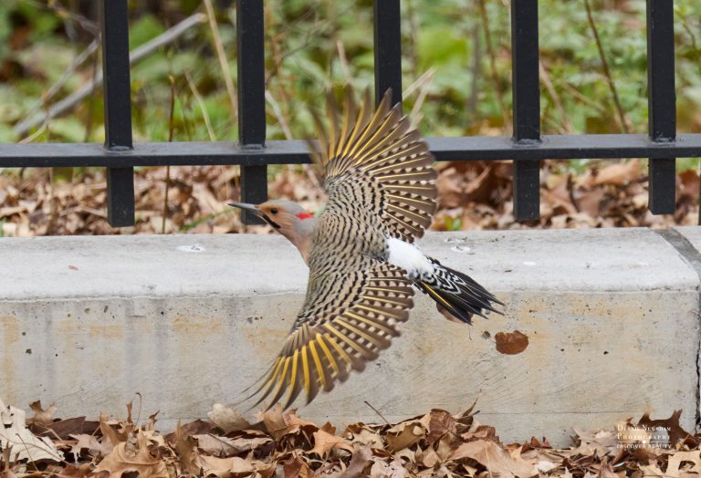 Northern Flicker Central Park Spring Migration 2026