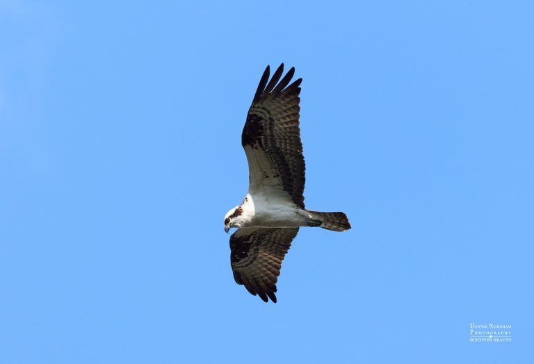 Osprey flying over the Meer in Central Park Spring Migration 2026