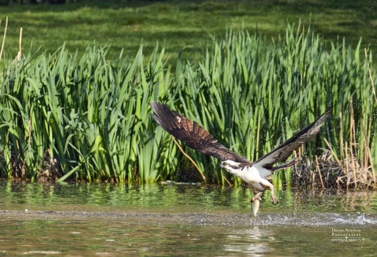 Osprey lifting off from a pond with a fish in its talons, green reeds in the background.