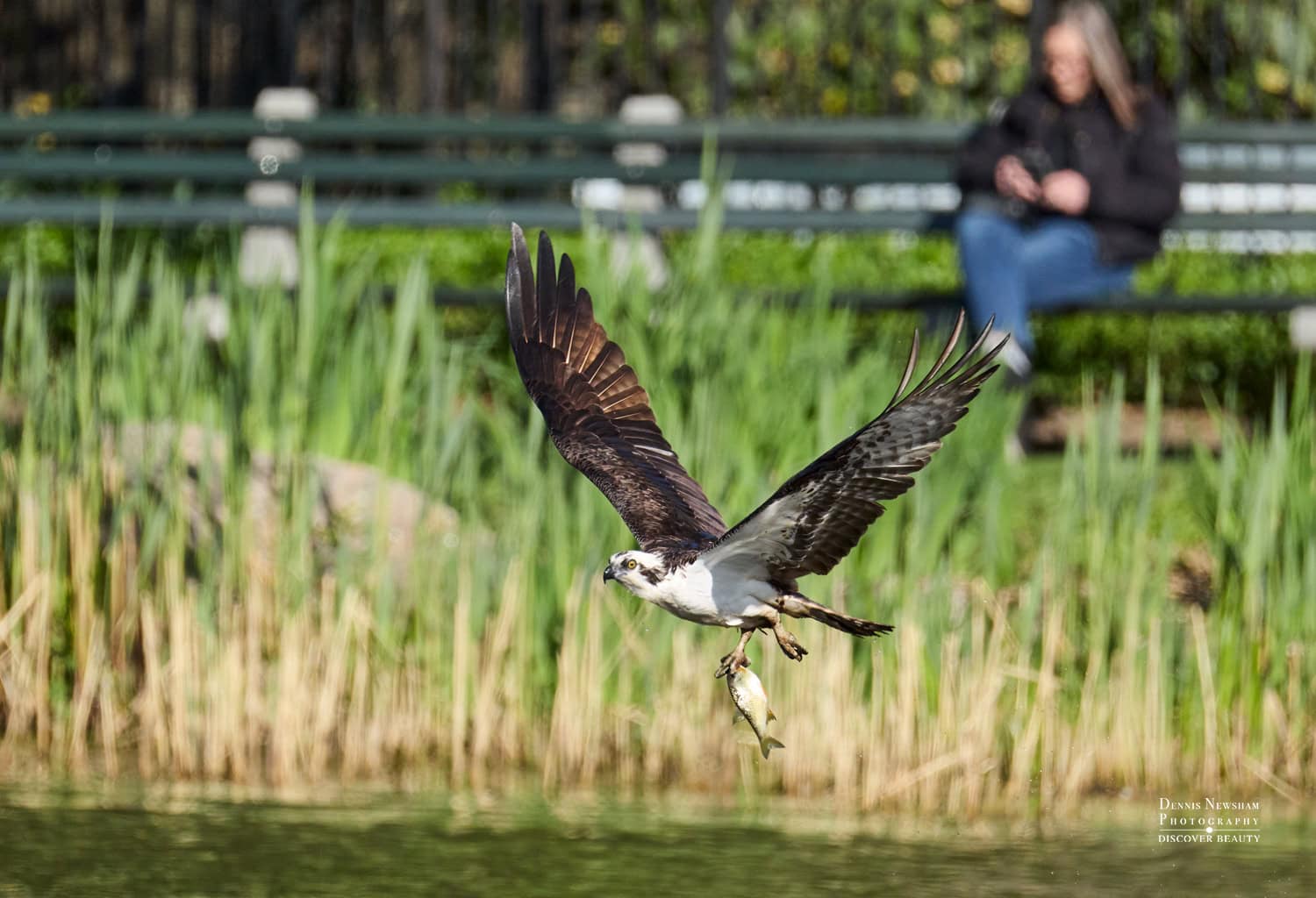 Osprey in flight over a lake, talons gripping a fish, with reeds and a blurred bench and person in the background.